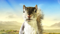 Thumb_ais_squirrel_frame
